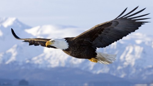 bird-eagle-flying-sky-wings-wallpaper-1920x1080