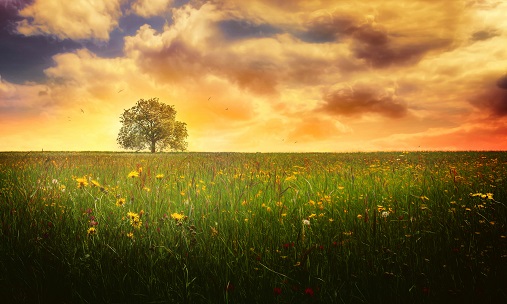 Tree-Stand-Alone-In-The-summer-Field